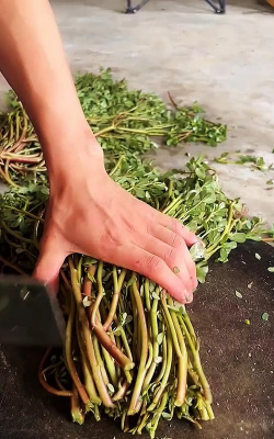 小众送妈妈的花有哪些花