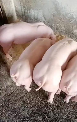 小众送妈妈的花有哪些花