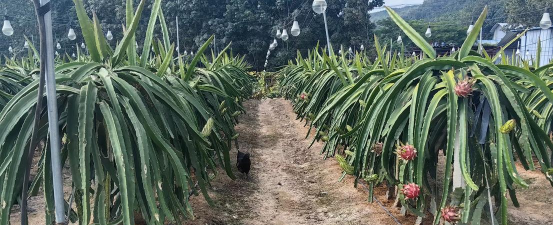 小众送妈妈的花有哪些花