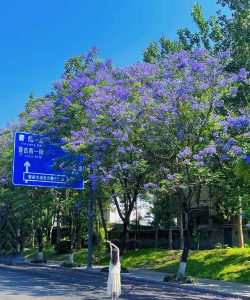 小众送妈妈的花有哪些花
