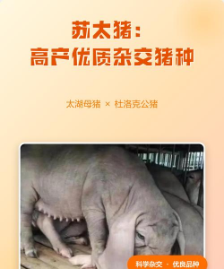 苏太猪是什么猪杂交的