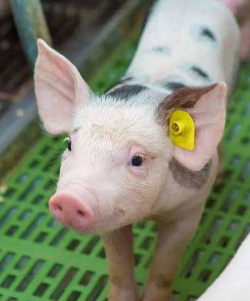 小众送妈妈的花有哪些花