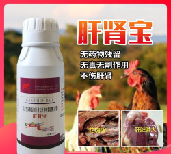 鸡保肝护肾用什么药