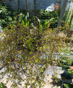 小众送妈妈的花有哪些花