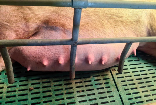 小众送妈妈的花有哪些花