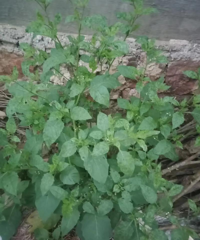 小众送妈妈的花有哪些花