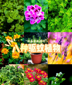 小众送妈妈的花有哪些花