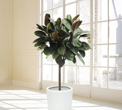 小众送妈妈的花有哪些花