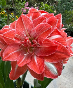 小众送妈妈的花有哪些花