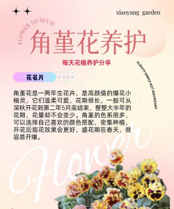 小众送妈妈的花有哪些花