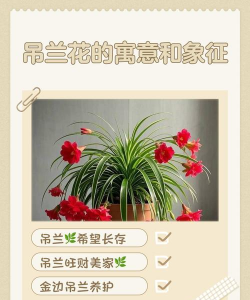 小众送妈妈的花有哪些花