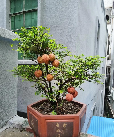 小众送妈妈的花有哪些花