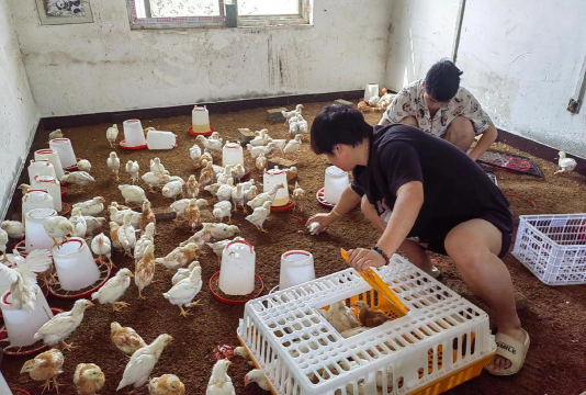 小众送妈妈的花有哪些花