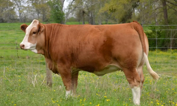 小众送妈妈的花有哪些花