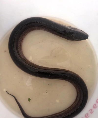 什么品种黄鳝大