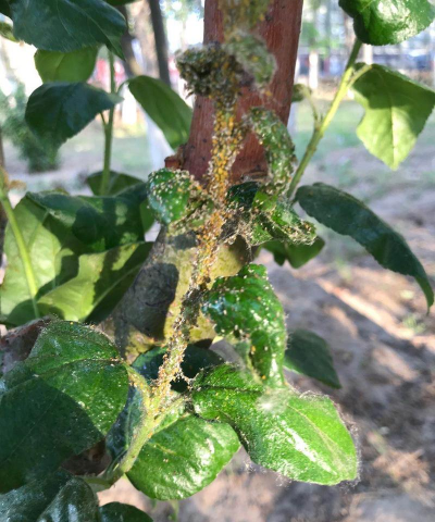 小众送妈妈的花有哪些花