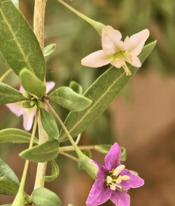 红枸杞花什么颜色