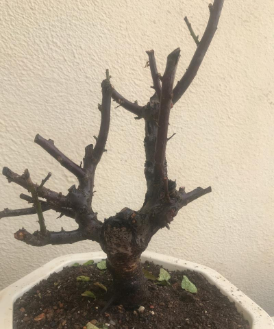 小众送妈妈的花有哪些花