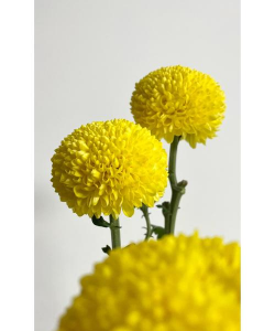 小众送妈妈的花有哪些花