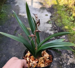 小众送妈妈的花有哪些花