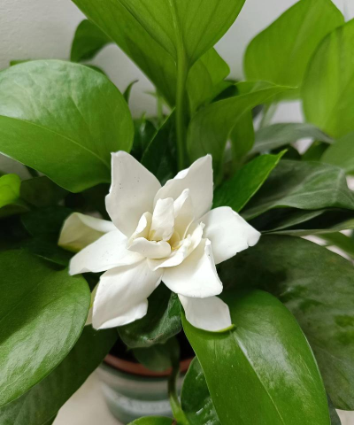 小众送妈妈的花有哪些花