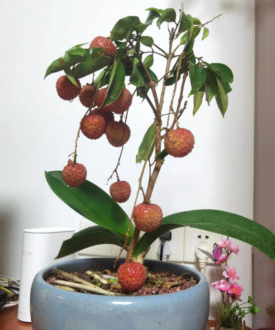 小众送妈妈的花有哪些花