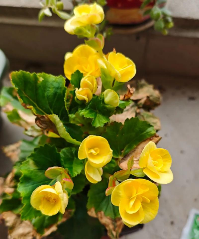 小众送妈妈的花有哪些花