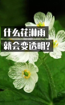 小众送妈妈的花有哪些花