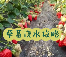 小众送妈妈的花有哪些花