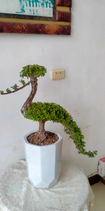 小众送妈妈的花有哪些花