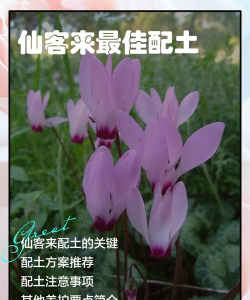 小众送妈妈的花有哪些花