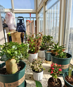 小众送妈妈的花有哪些花