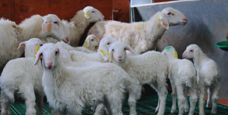 小众送妈妈的花有哪些花