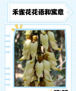 小众送妈妈的花有哪些花