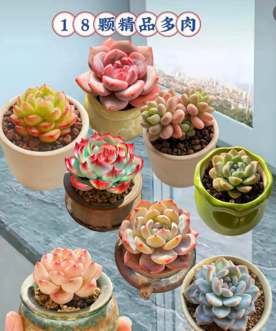 小众送妈妈的花有哪些花