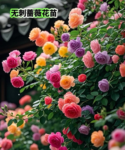 什么爬藤月季适合爬墙