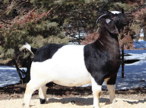 小众送妈妈的花有哪些花