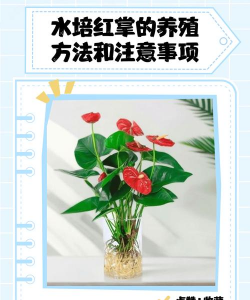 小众送妈妈的花有哪些花