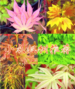 槭树的常见品种分类