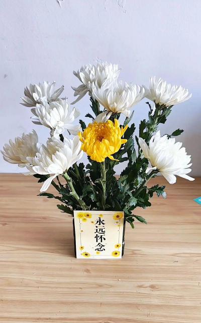 菊花用什么方式催花