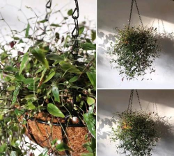 小众送妈妈的花有哪些花