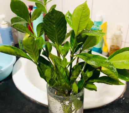 小众送妈妈的花有哪些花