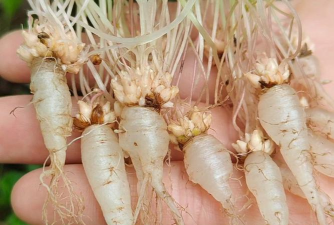 小众送妈妈的花有哪些花