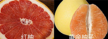 黄金柚子与红柚区别