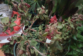 小众送妈妈的花有哪些花