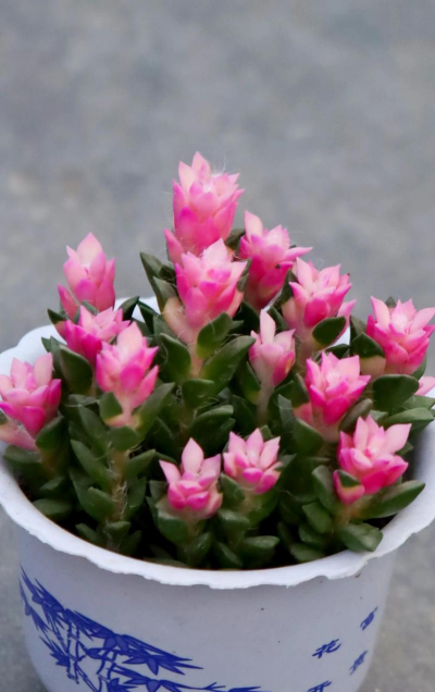 小众送妈妈的花有哪些花