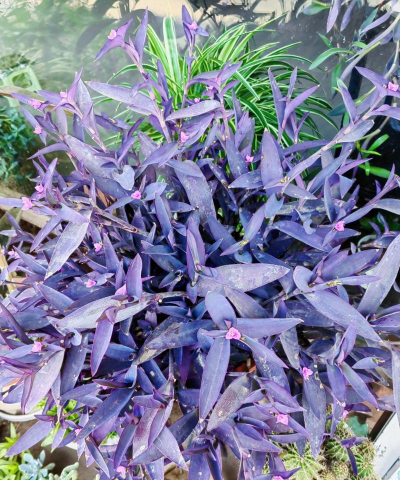 小众送妈妈的花有哪些花