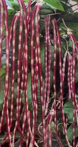 小众送妈妈的花有哪些花