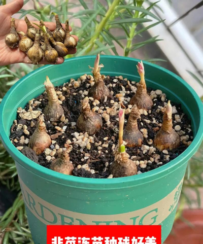 小众送妈妈的花有哪些花