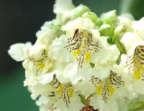 梓树花是什么样